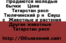 Продаются молодые бычки  › Цена ­ 17 000 - Татарстан респ., Тюлячинский р-н, Сауш с. Животные и растения » Другие животные   . Татарстан респ.